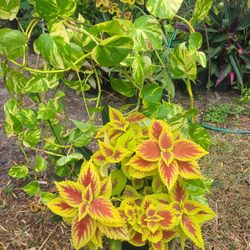  Beautiful  3 In 1 Plant 