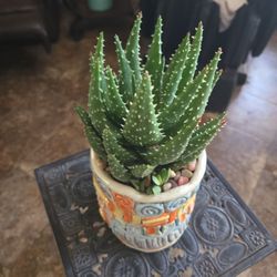 Alligator Aloevera In 6in Unique  Handmade Ceramic Pot With Drainage 