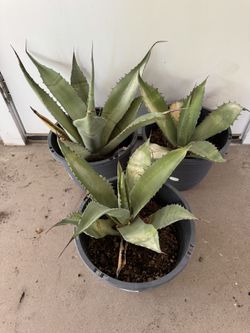 Agave / Century Plant