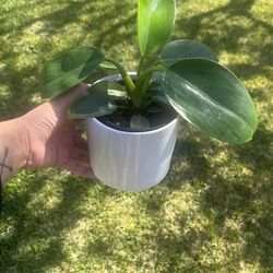 Philodendron species