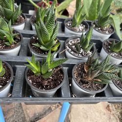 Haworthia fasciata