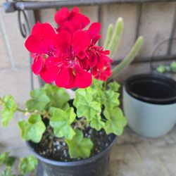 Trailing Geranium