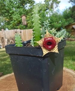 Huernia Zebrina