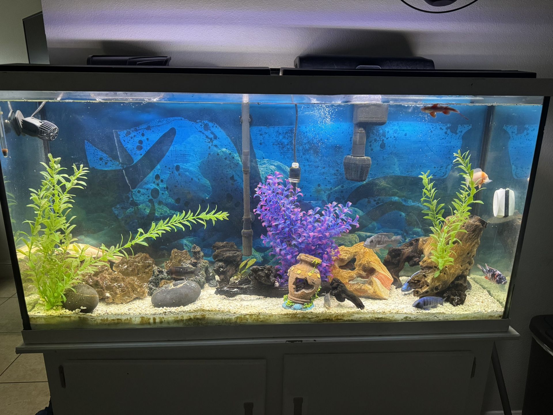 55 Gallon Fish Tank