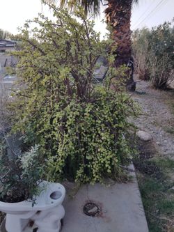 Very large plant in pot