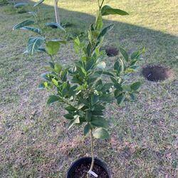 Key Lime Tree With Flower (almost 3 Ft Tall) Will Fruiting Soon