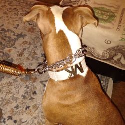Designer Dog Collars