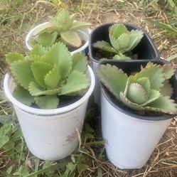 Succulents Mother Of Thousands