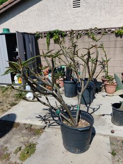 Extra Large Plumerias 