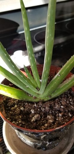 Aloe vera Healthy and best air purifying house plant in the new pot