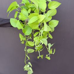 Neón Pothos In 6” Pot 