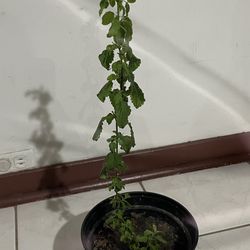 Holy Basil Plant Tulsi Plant 