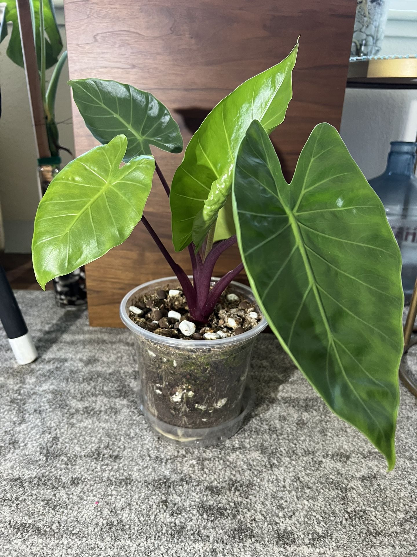 Alocasia
