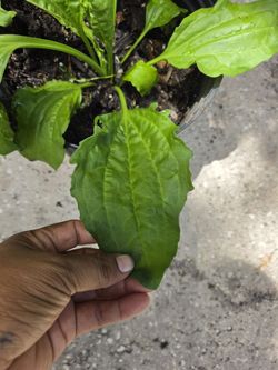 Planta De Llanten