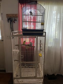 Cage with Finch and Parakeets 