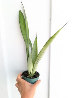 Sansevieria Trifasciata Silver Queen Snake Plant 4" Pot - Indoor House Plants