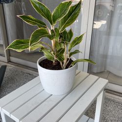 Beautiful Indoor Or Outdoor Shade Plant