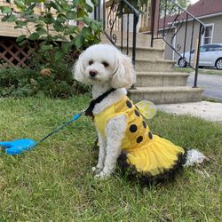 Bumblebee Pet Costume 