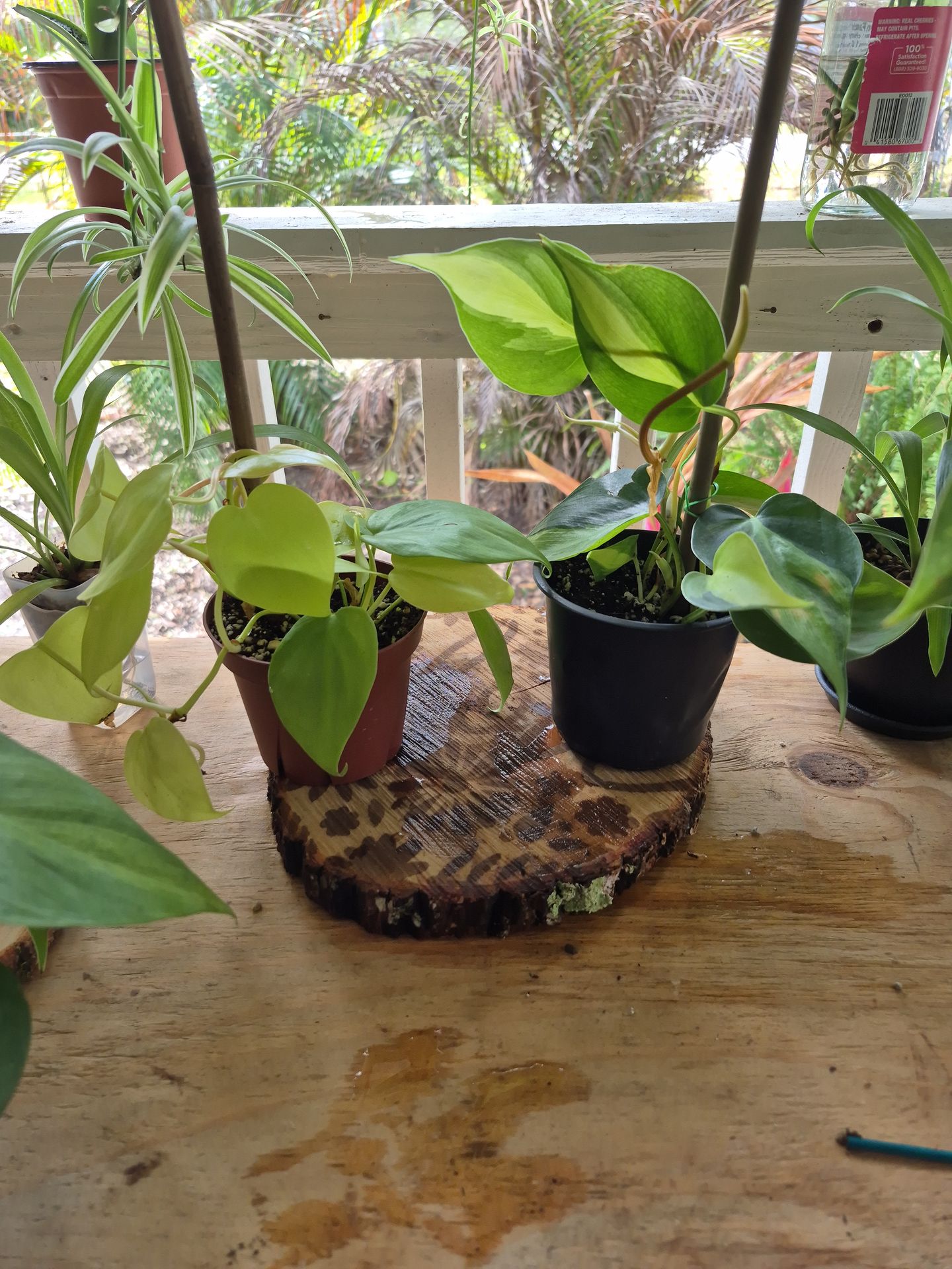 Brazil and Lemon Lime Philodendron starter plants