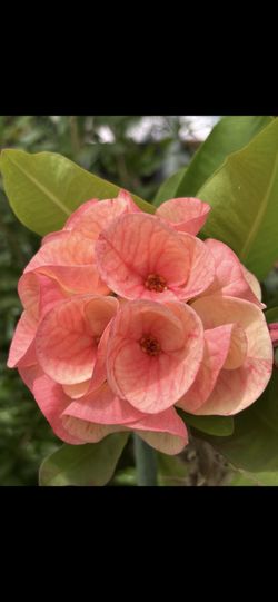 Corona de Cristo Pink Cup. Crown of Thorns