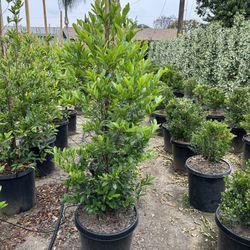 Carolina Cherry Privacy Hedge