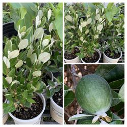 Feijoa Sellowiana Pineapple Guava Live Fruit Tree Plant Bush Shrub in 1 gallon pot