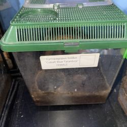 Tarantula Enclosure/tank