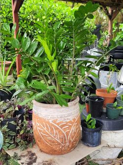 Zamioculcas  zamiifolia plant