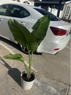 Bird of paradise