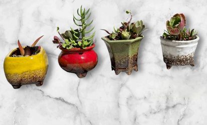 Succulent In Ceramic Containers