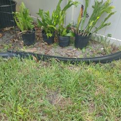 Elk Horn Fern Plants -price Is For Each Pot