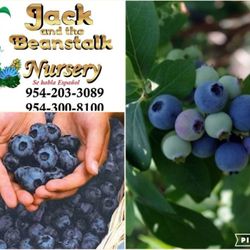 Blueberry Plant  🪴 3gal Plantas  de arandano
