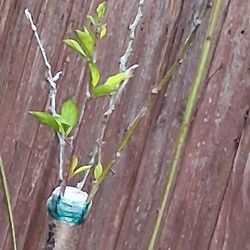Custom Grafted Multi Variety Trees