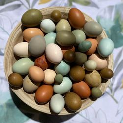 Farm Fresh Organic Colorful Eggs 
