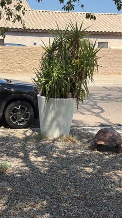 Large planters