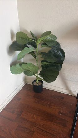 Plant