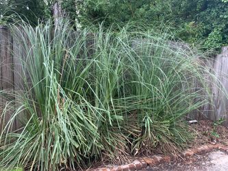 Pompas Grass (3)