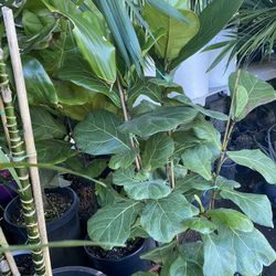 Fig Leaf