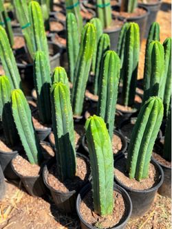 🌵 Echinopsis pachanoi (San Pedro Cactus) 🌵