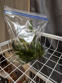 Java plant
