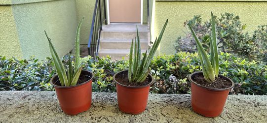 Young Aloe Vera Plant