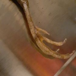 Dehydrated Quail Feet