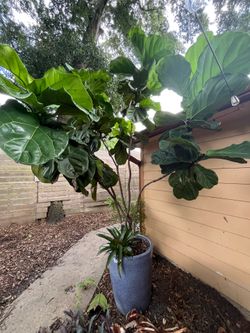 🌱10 Ft Fiddle Leaf Fig - Healthy and Beautiful