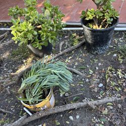 Free Jade Plants 