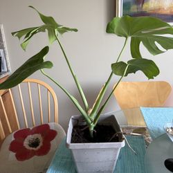Monstera Deliciosa Plant
