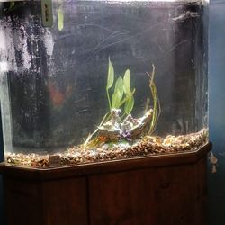 50 Gallon Corner Aquarium 