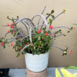 Plants , Crown of thorns , Etc