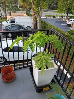 Live Papaya Plant in White Planter
