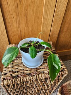 Philodendron "White Princess" (White pot)