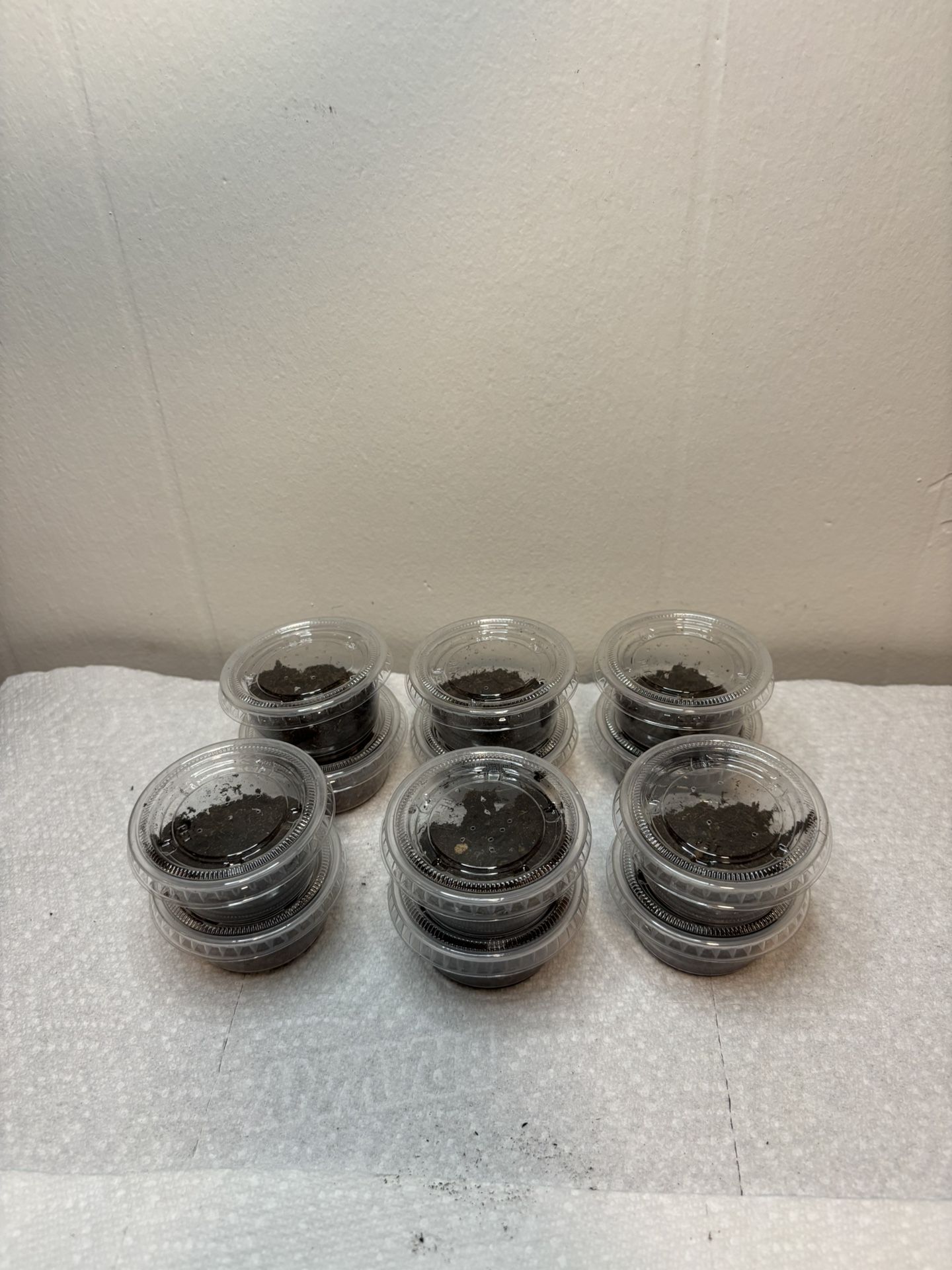 XS Tarantula Enclosures